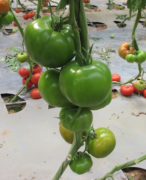 Indeterminate Round tomato 850-403 p2